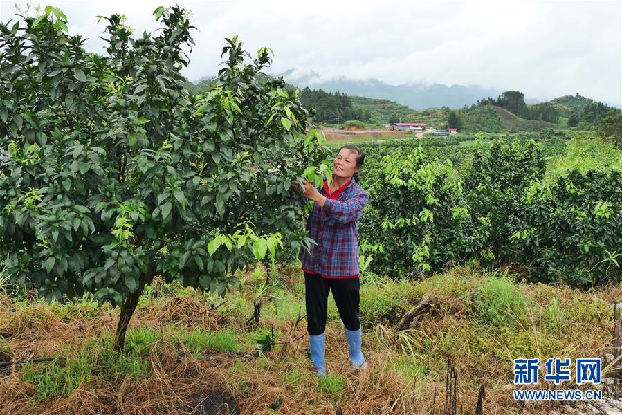 环江生态移民最新动态深度解析