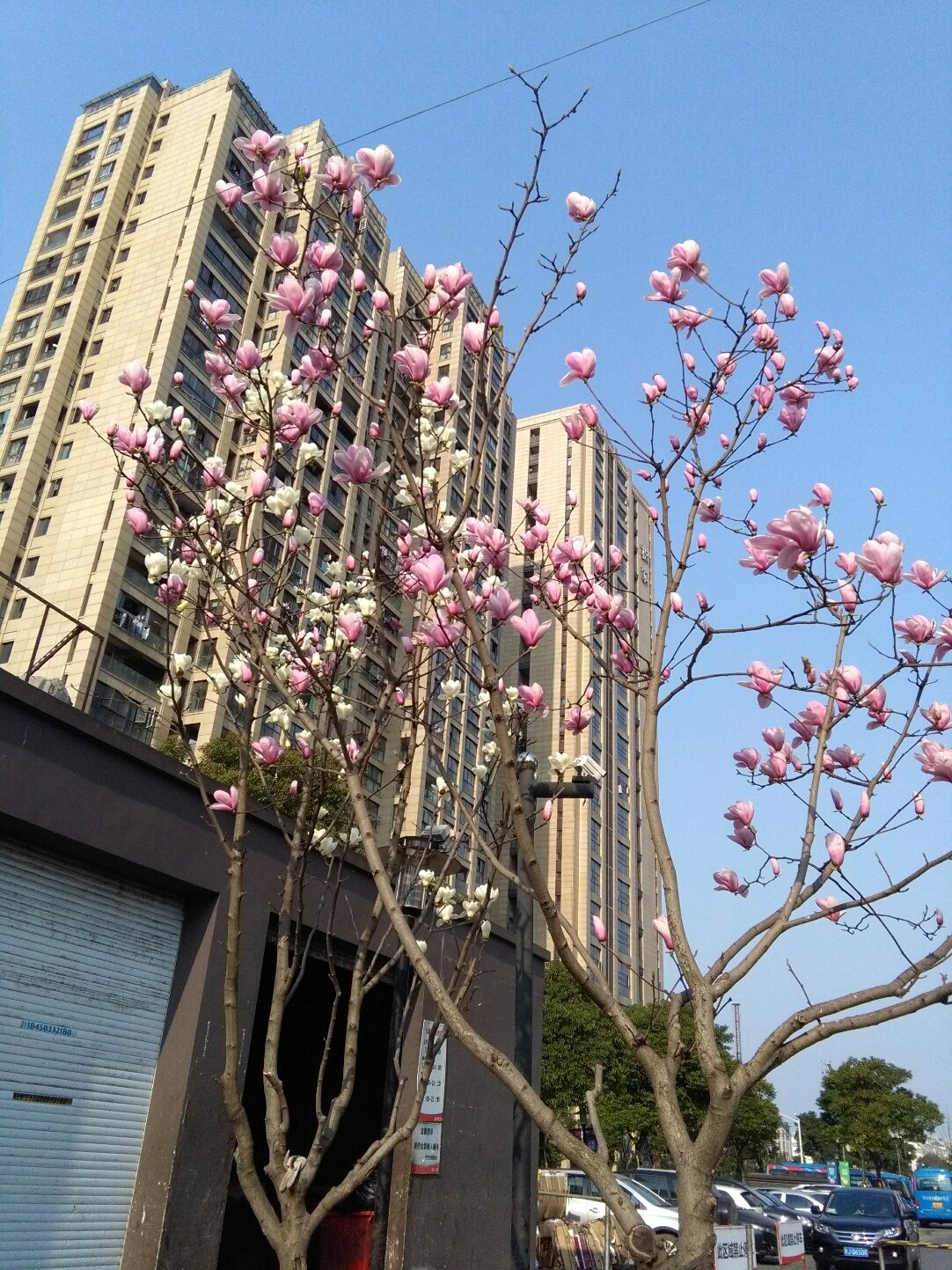 蒋王街道最新天气预报