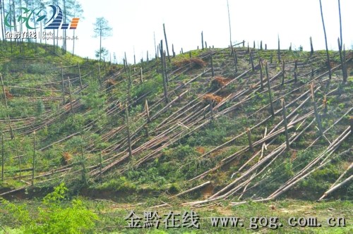 永翠林场最新天气预报