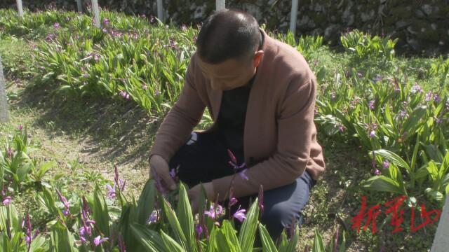 荆竹瑶族乡最新发展规划，走向繁荣与和谐的新时代