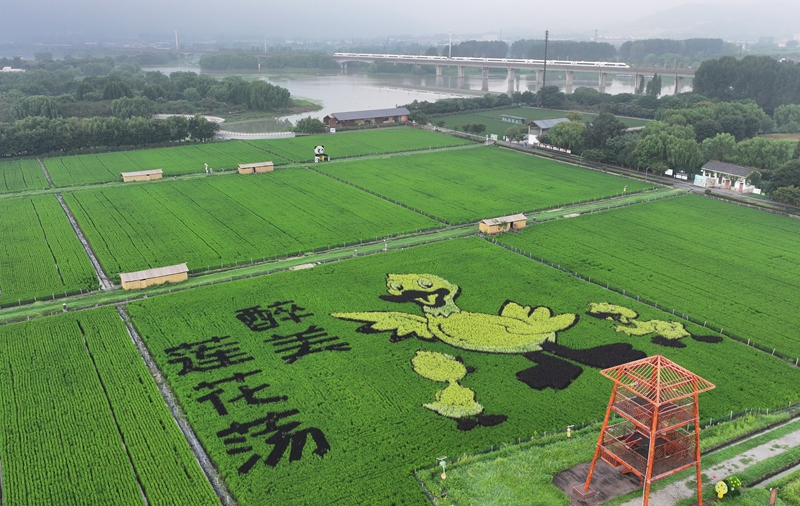 水丰农场展现农业现代化新风貌的最新新闻