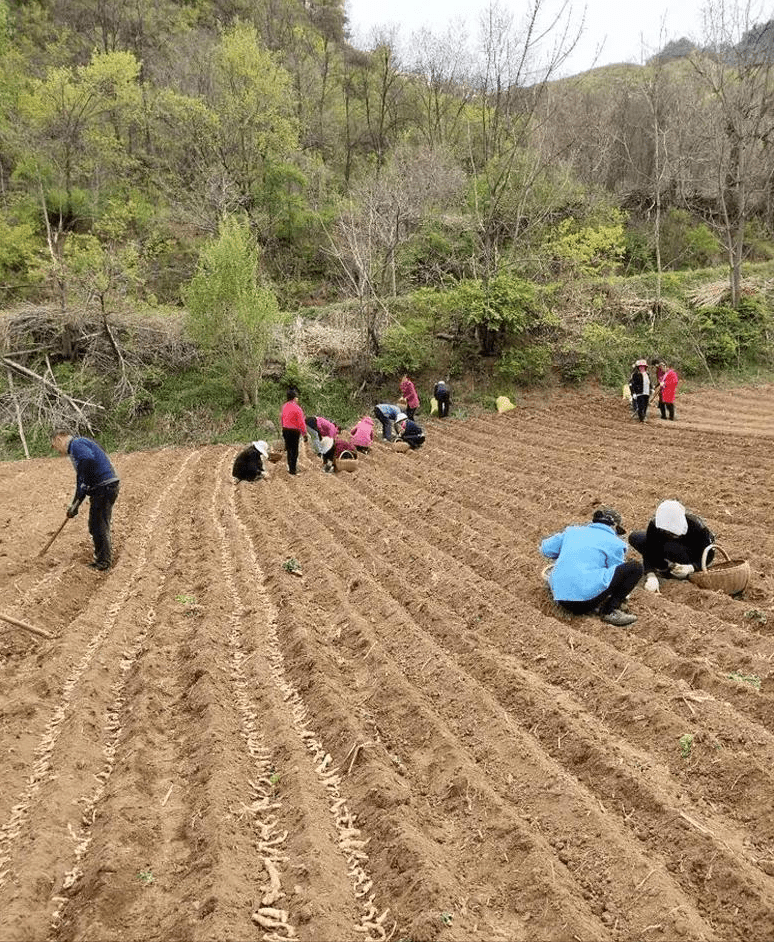 定日县农业农村局新项目推动农业现代化，乡村振兴再添新动力