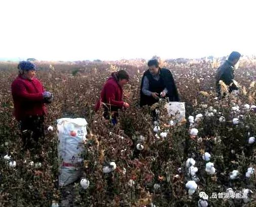 岳普湖县教育局发布最新动态