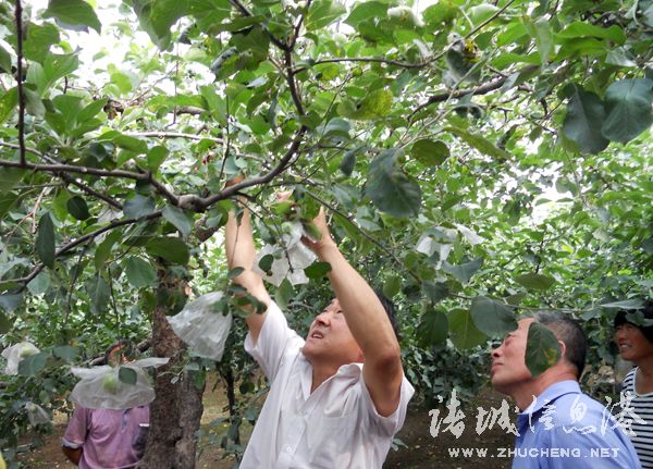 果树示范场领导引领创新发展之道